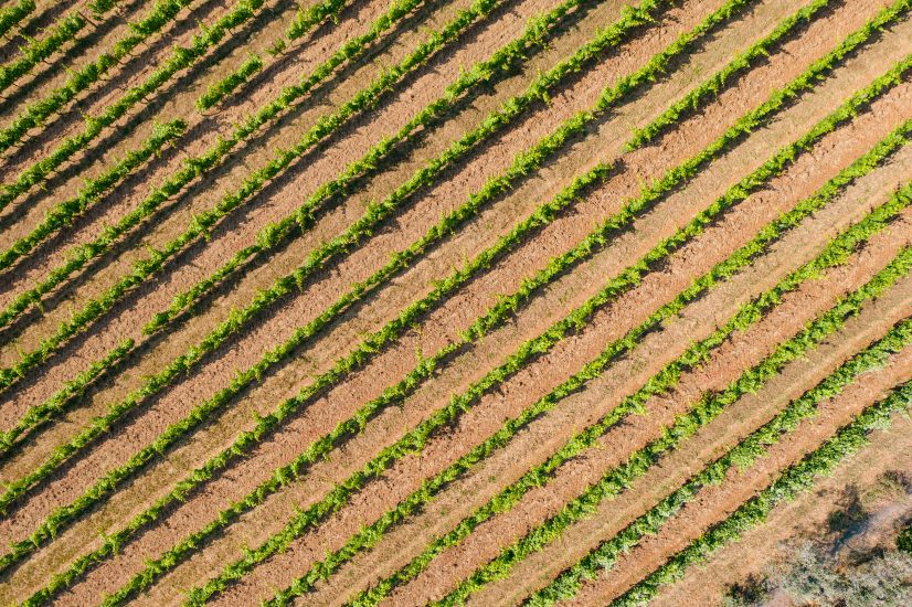 Le vigne di Ornellaia