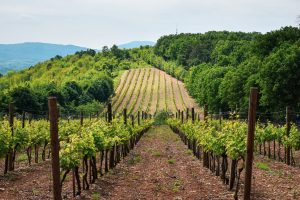 Ristrutturazione dei vigneti, la scadenza per le domande prorogata al 31 luglio 2021