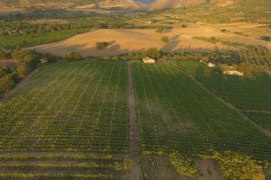 I vignaioli di Cosenza ripartono dall’artigianalità e dai vitigni autoctoni, come il Magliocco