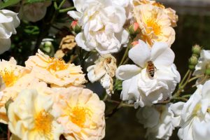 Le sentinelle dell’ambiente amano l’arte: dopo il Louvre, le api diventano “tesori” per gli Uffizi