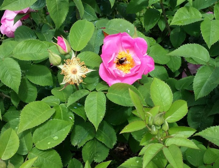 Le api trovano dimora al Giardino di Boboli a Firezne