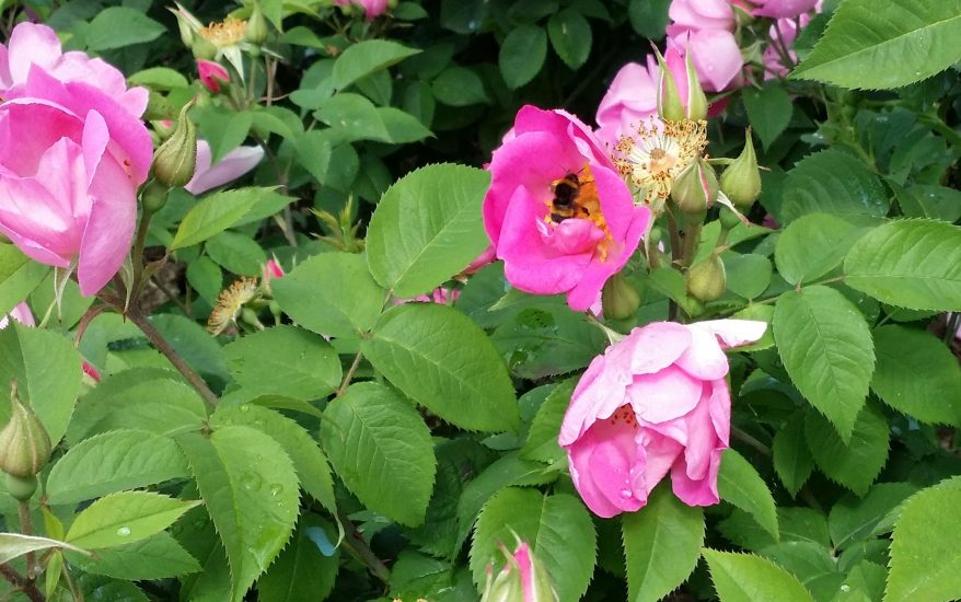 Le api trovano dimora al Giardino di Boboli a Firezne