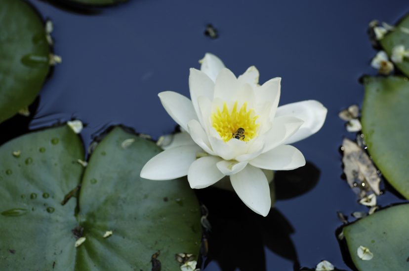 Le api trovano dimora al Giardino di Boboli a Firezne