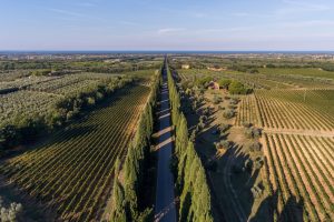 Bolgheri svela l’annata 2019 “en primeur”, e porta la “Toscana” in etichetta