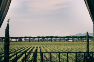 Dalla nascita di “Segni-Otranto Wine Telling Festival” all’en primeur “Bolgheri Divino”, gli eventi