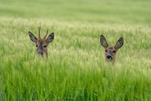 Tra vigneti e campi di Toscana è allarme caprioli, che devastano i raccolti e mangiano l’uva