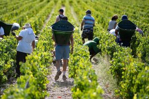 Champagne, se la rivoluzione colturale e culturale parte dai sesti d’impianto Champagne, se la rivoluzione colturale e culturale parte dai sesti d’impianto