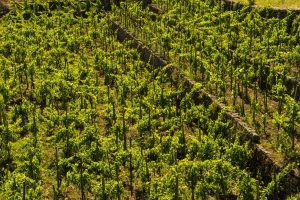 Come cambia il Disciplinare di produzione dei vini dell’Etna