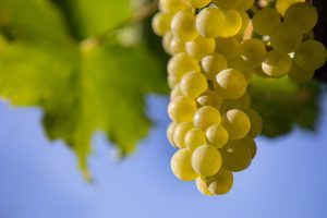Pac 2023-2027: tra le novità su e-label e vini dealcolizzati, il commento Ceev Pac 2023-2027: tra le novità su e-label e vini dealcolizzati, il commento Ceev