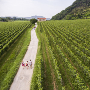 Franciacorta, il mercato tiene nel 2025, con 18,9 milioni di bottiglie. Export a +5,3% sul 2024