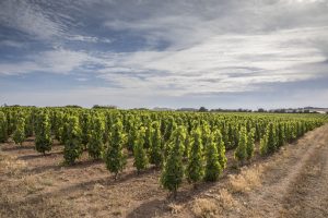 Autorizzazioni per i nuovi impianti: disponibile una superficie complessiva di 6.964 ettari