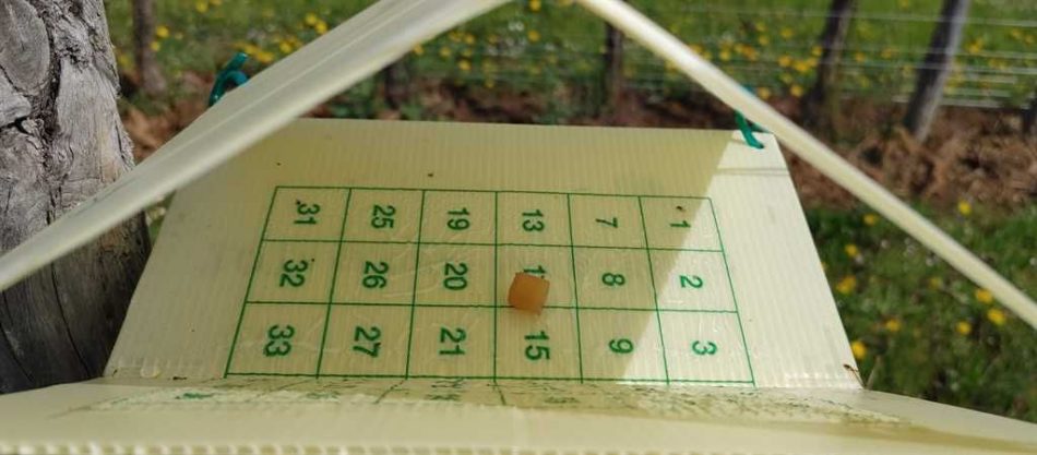 Il progetto Fivi4Future di Fivi per dimezzare l’uso dei fitofarmaci in vigna