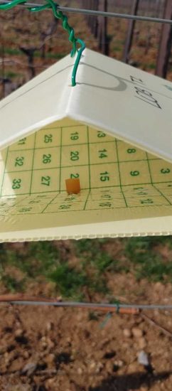 Il progetto Fivi4Future di Fivi per dimezzare l’uso dei fitofarmaci in vigna