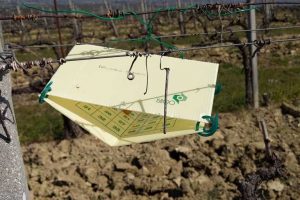 “Fivi4Future”, il progetto di sostenibilità Fivi parte dalla lotta all’uso dei fitofarmaci in vigna