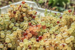 Tra vendemmia e promozione, l’Italia del vino si rimette in marcia