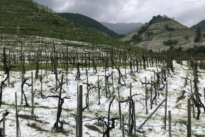 Maltempo, l’agricoltura italiana fa la conta dei danni: persi oltre 1 miliardo di euro