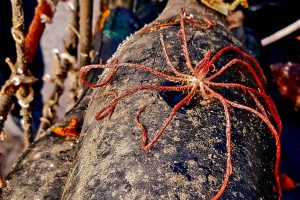 Gli “Under Water Wines”, dagli abissi del mare una moda che conquista il mercato del lusso