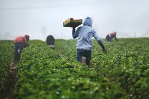 Senza lavoratori stagionali extracomunitari a rischio la vendemmia e la raccolta di frutta e olive Senza lavoratori stagionali extracomunitari a rischio la vendemmia e la raccolta di frutta e olive