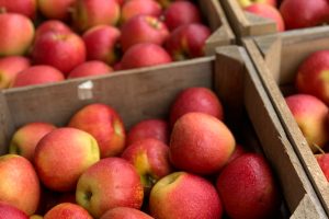 Tra calo della produzione (-4%) e incognita della manodopera: al via la raccolta delle mele