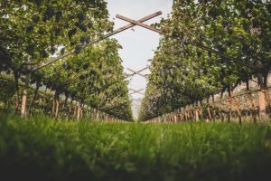 Italy “triumphs” at “Mundus Vini Spring Tasting 2023”, Mezzacorona best Italian producer