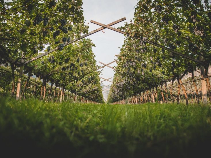 “Mundus Vini Spring Tasting 2023”: il miglior produttore italiano è Mezzacorona (ph: i vigneti di Mezzacorona)