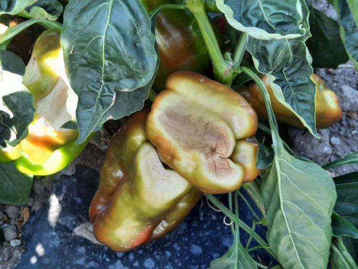 Frutta e verdura bruciata dal sole nei campi (Ph: Coldiretti)