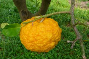 &ldquo;Sigilli&rdquo;, i cibi Made in Italy a rischio estinzione in mostra al Meeting di Rimini (20-25 agosto)