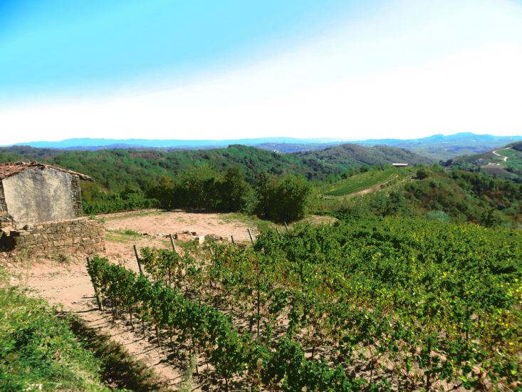 I vigneti de La Ponca a Scriò, nel Collio