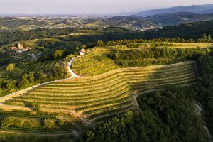 Coldiretti: consumi interni ed export spingono il fatturato del vino italiano a 11 miliardi di euro