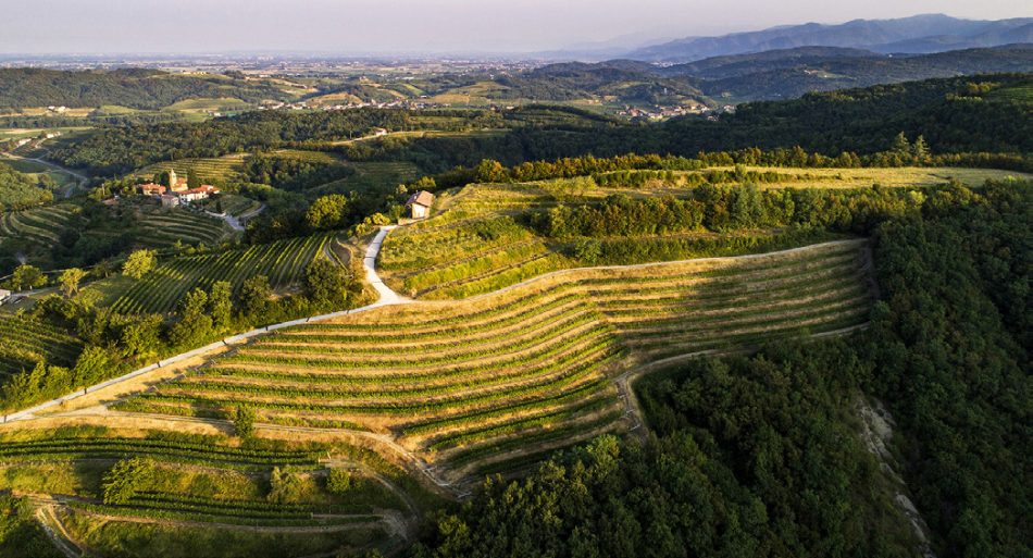 I vigneti de La Ponca a Scriò, nel Collio