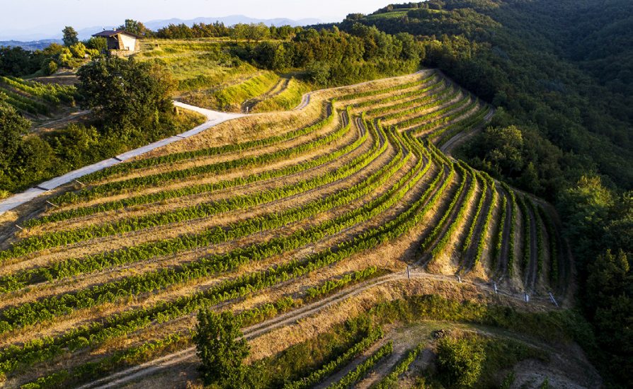 I vigneti de La Ponca a Scriò, nel Collio