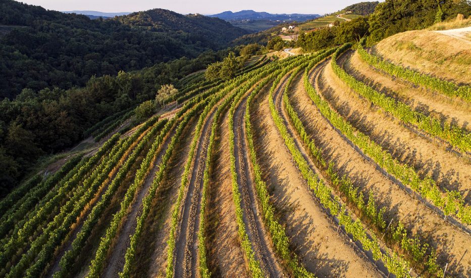 I vigneti de La Ponca a Scriò, nel Collio