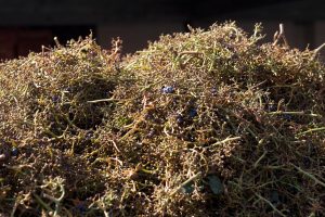 I raspi dell’uva, da scarti di produzione a prodotti per l’alimentazione animale