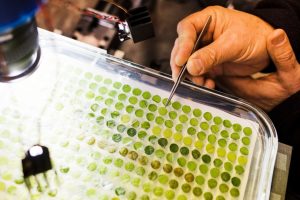 Ingegneria, biologia e intelligenza artificiale per studiare e prevenire le malattie della vite