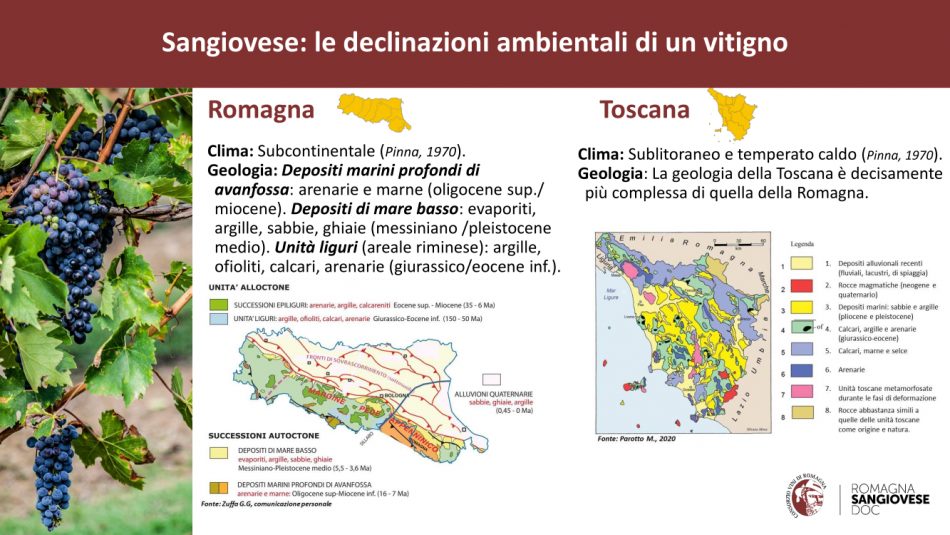Il Sangiovese a confronto tra Romagna e Toscana