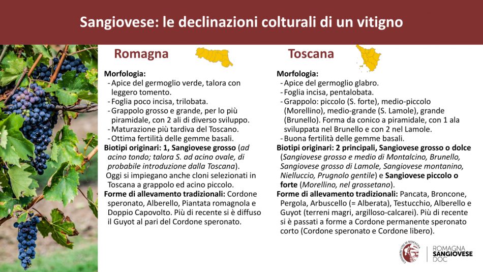 Il Sangiovese a confronto tra Romagna e Toscana