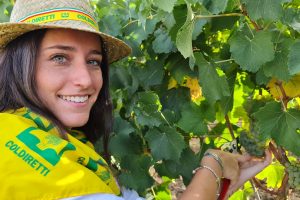 Il primo grappolo raccolto dà il via alla vendemmia 2021: tra produzione ed export i dati Coldiretti