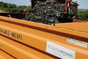 La prima vendemmia dell’anno è poesia, e ci porta in Sicilia e nella sua viticoltura millenaria