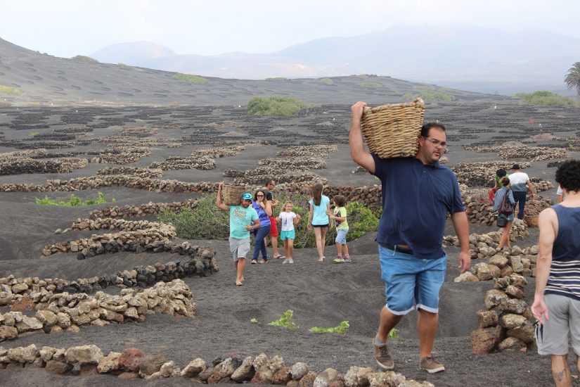 La vendemmia a Lanzarote