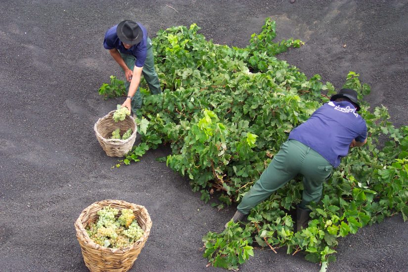 La vendemmia a Lanzarote
