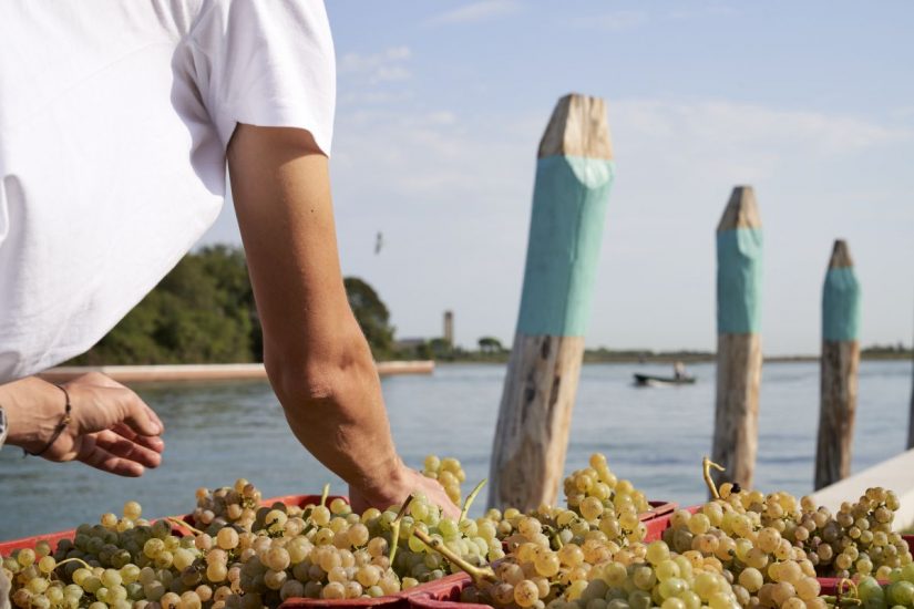 Venissa racconta la storia di resilienza del vitigno Dorona