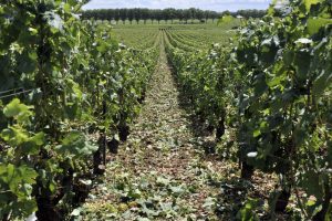 Dopo le gelate, la grandine, l&rsquo;oidio e la peronospora: la Borgogna perde il 60% del raccolto