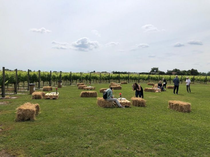 “Vigneti Aperti” tra i filari dei grandi vini bianchi del Friuli