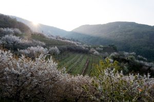Cantina Valpolicella Negrar, at the top of Italian cooperation according to “Weinwirtschaft”