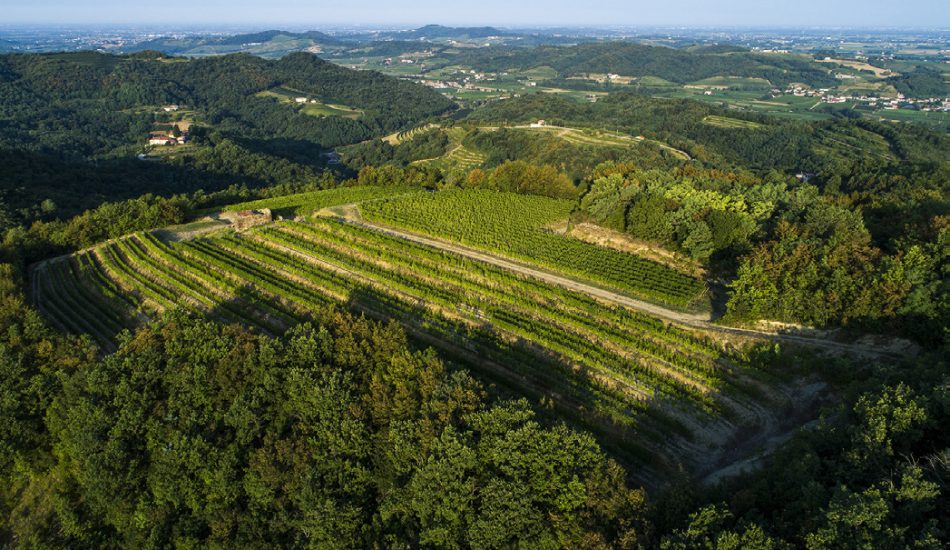 I vigneti de La Ponca a Scriò, nel Collio