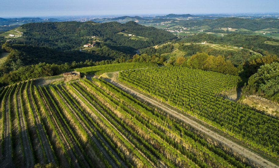 I vigneti de La Ponca a Scriò, nel Collio
