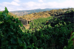 I Quaderni di WineNews - L'Etna