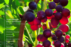 I Vini di WineNews - N. 169