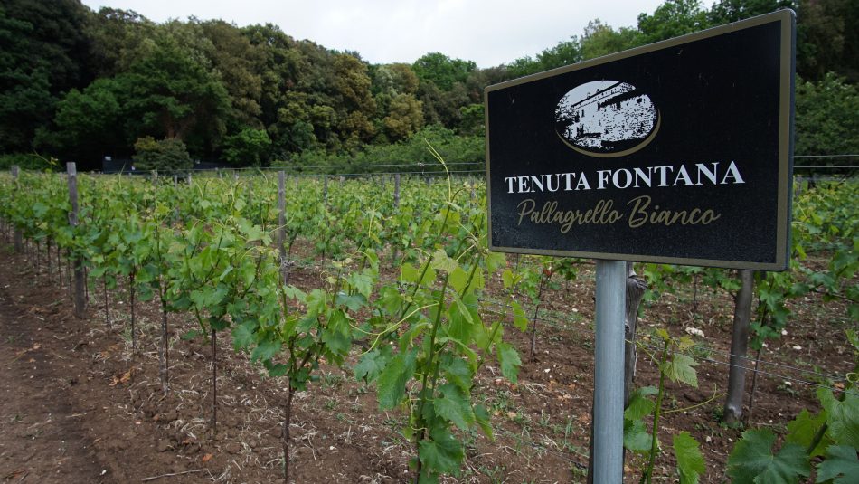 La Vigna del Re alla Reggia di Caserta