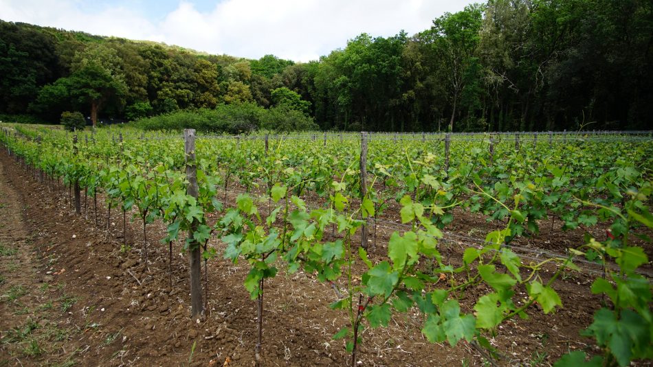 La Vigna del Re alla Reggia di Caserta
